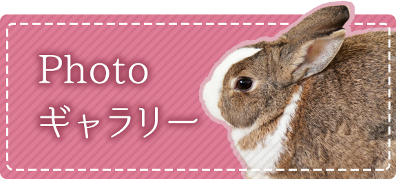 Photo ギャラリー