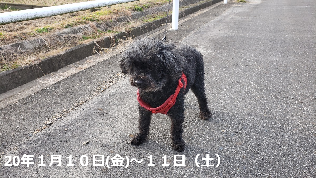 ミニチュアシュナウザー