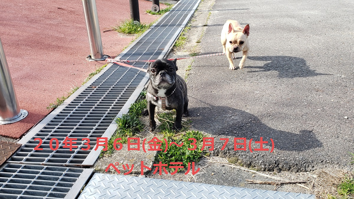 フレンチブルドッグ