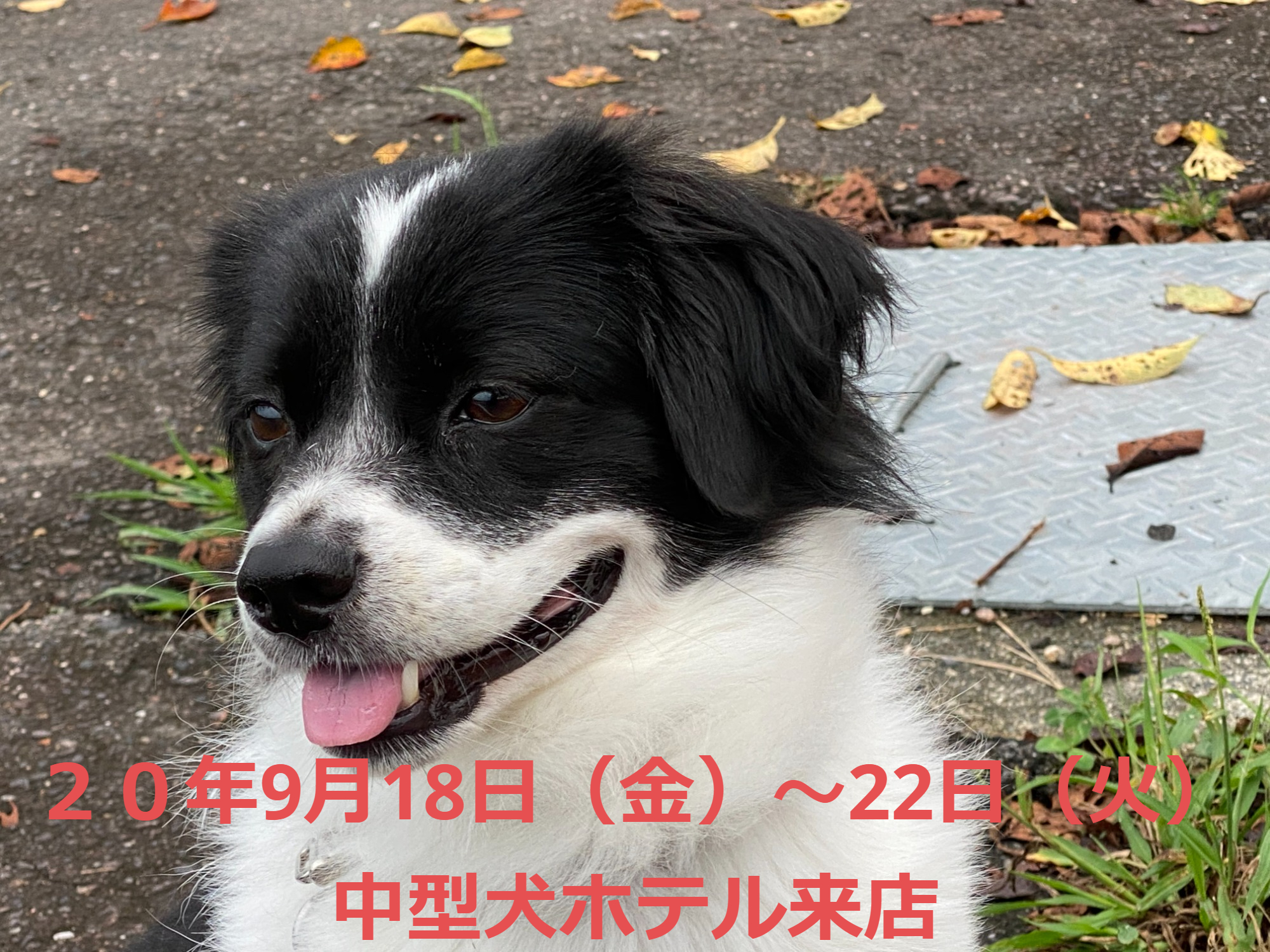 雑種犬