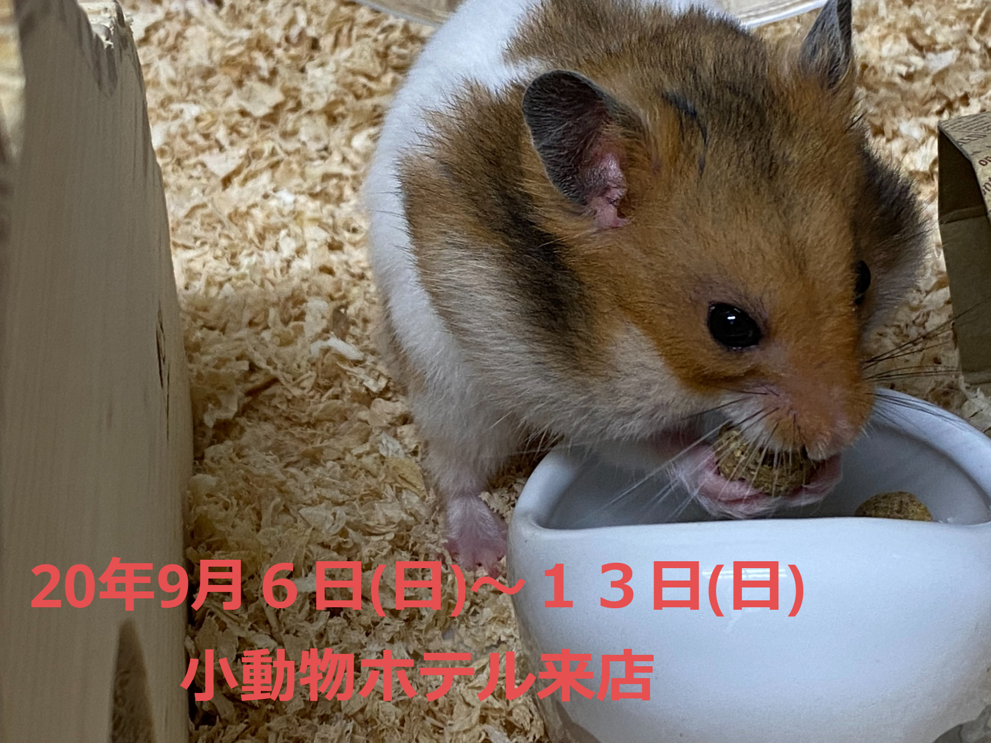 思い出ギャラリー