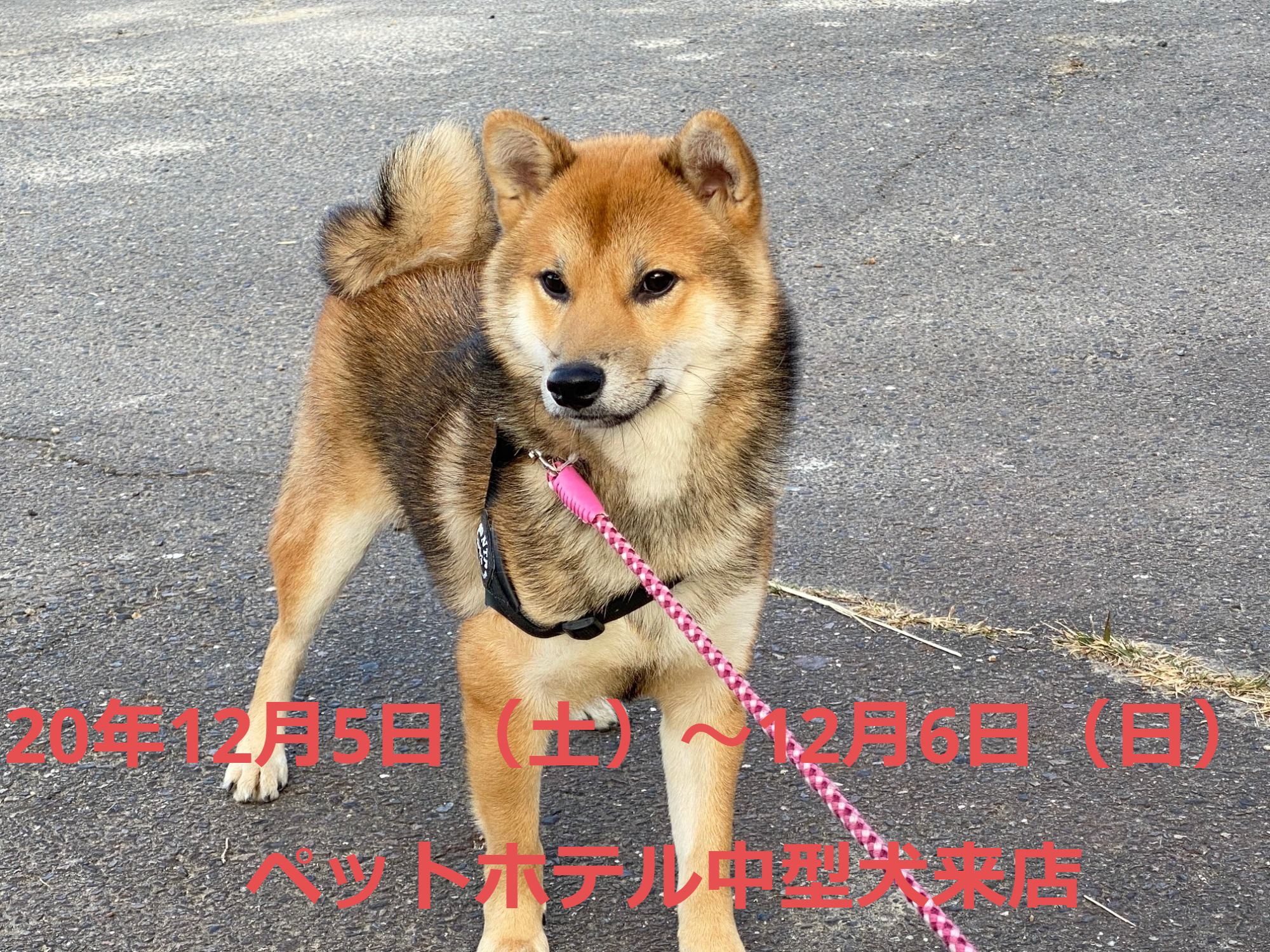 柴犬